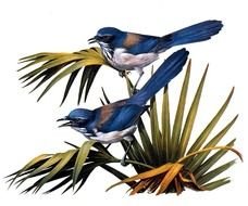 california jay, two birds on palm leaves, drawing