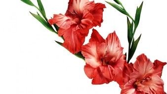 red gladiolus flowers on the white background