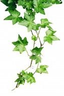 Poison Ivy Plant
