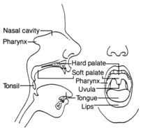 Mouth And Throat Anatomy