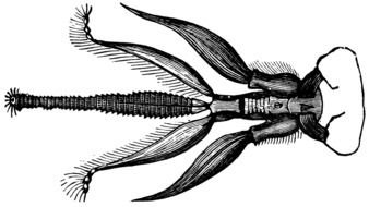 Mouth And Tongue Of A Bee darwing