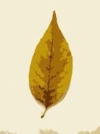 autumn leaf on papyrus paper