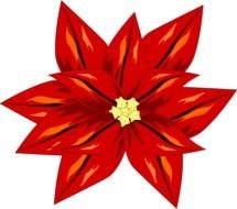 drawn red flower on the black background