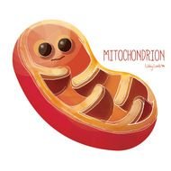Mitochondria Cartoon