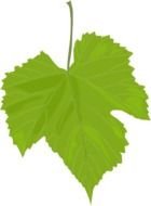 Grape Leaves N2