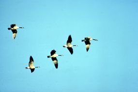 Canada Geese In Flight drawing