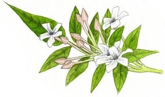 clipart of the Jasmine Plant