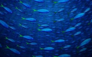 blue Fish Underwater, painting