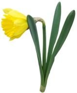 Daffodil Flower Border Clip Art