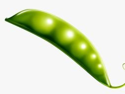 green pea pod on a white background