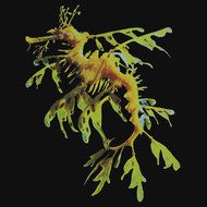 Leafy Sea Dragon