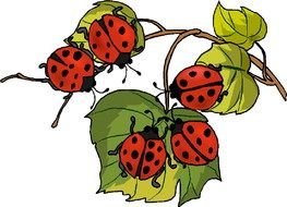 Clipart of the ladybugs