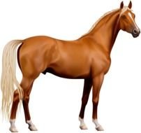 Transparent Horse drawing