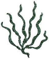 Sea Grass Clip Art N4