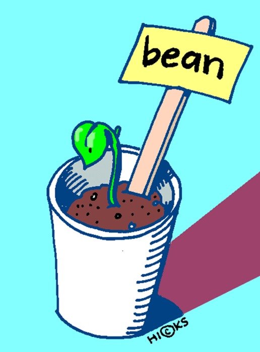 Bean Plant Growth Clip Art
