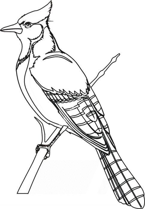 crested bird as a graphic image