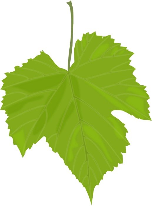 Grape Leaves N2