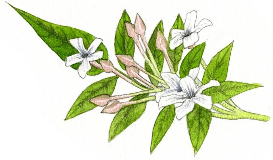 clipart of the Jasmine Plant