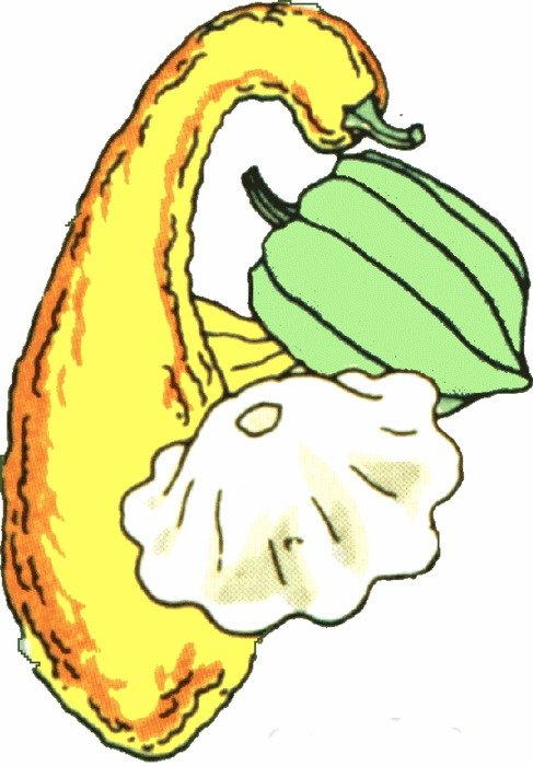 Squash Vegetable Clip Art