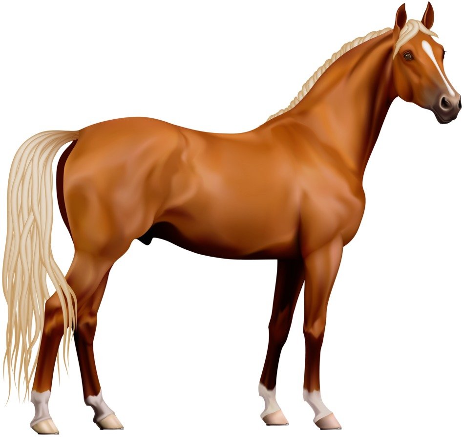 Transparent Horse drawing