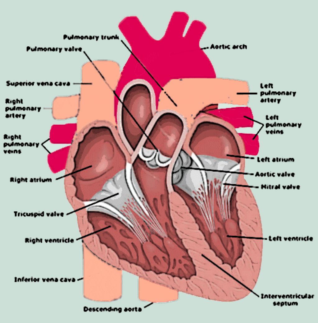 Anatomy Of Human Heart Diagram Free Image