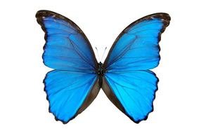 Blue Butterfly as an illustration