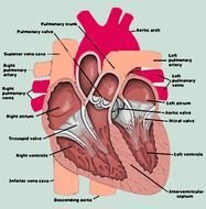 Anatomy of Human Heart, Diagram