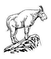 Goat on rock, Black and White drawing