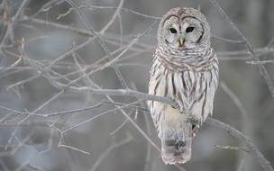 Winter Owl drawing