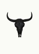 Bison Skull Drawing