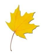 Yellow Leaf