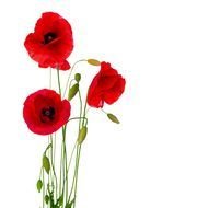 Anzac Day Poppy