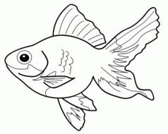 black and white drawing gold fish for coloring