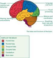 clipart of the Brain Diagram