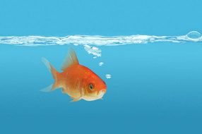 photo of a goldfish under water