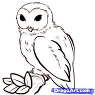 How To Draw Owls Drawing