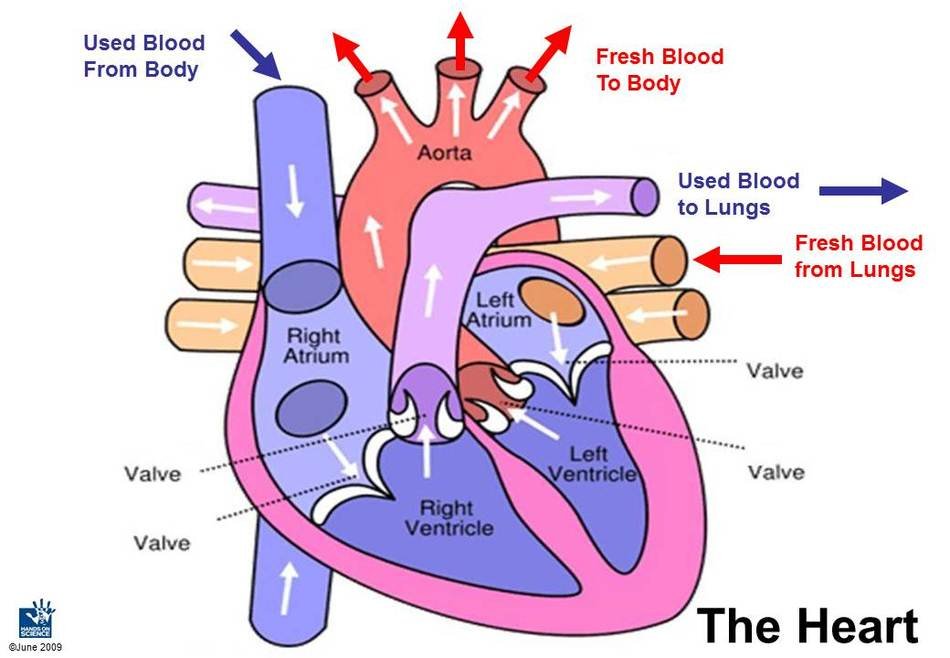 clipart of the Heart Circulation