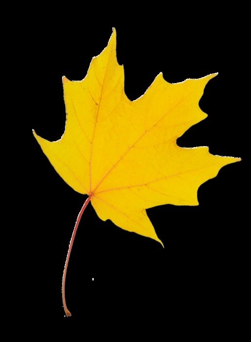 Yellow Leaf