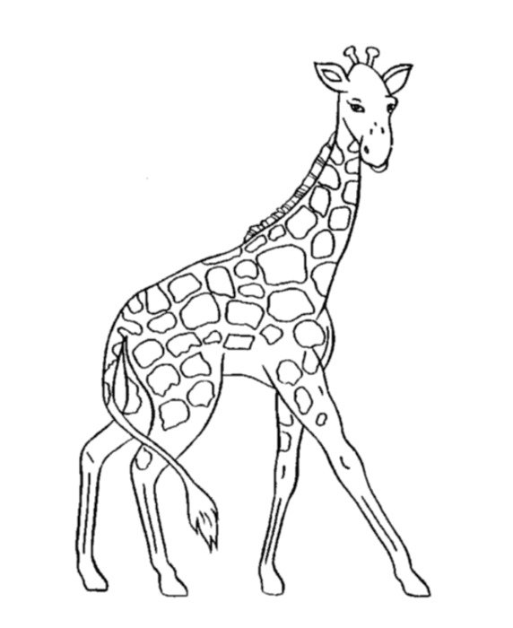 Giraffe Coloring Pages Printable