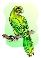 Green Parrot N3