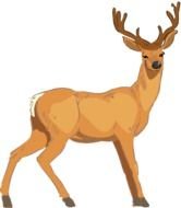 Deer Graphic drawing