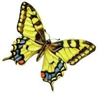 bright swallowtail Butterfly, Clip Art