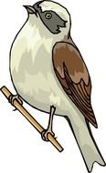 nice Cartoon Birds drawing