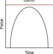 Isometric Muscle Contraction Graph