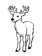 painted young deer in coloring book