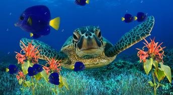 drawing of Coral Reef Screensaver