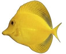 Tropical Fish Clip Art N52