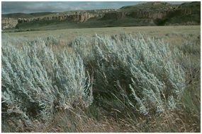 Wild Sage Plant