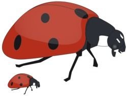 Baby Ladybug drawing