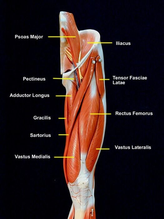 Anterior Muscles drawing